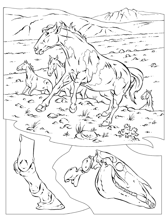 Animal Coloring Pages Hard - Coloring Pages For All Ages