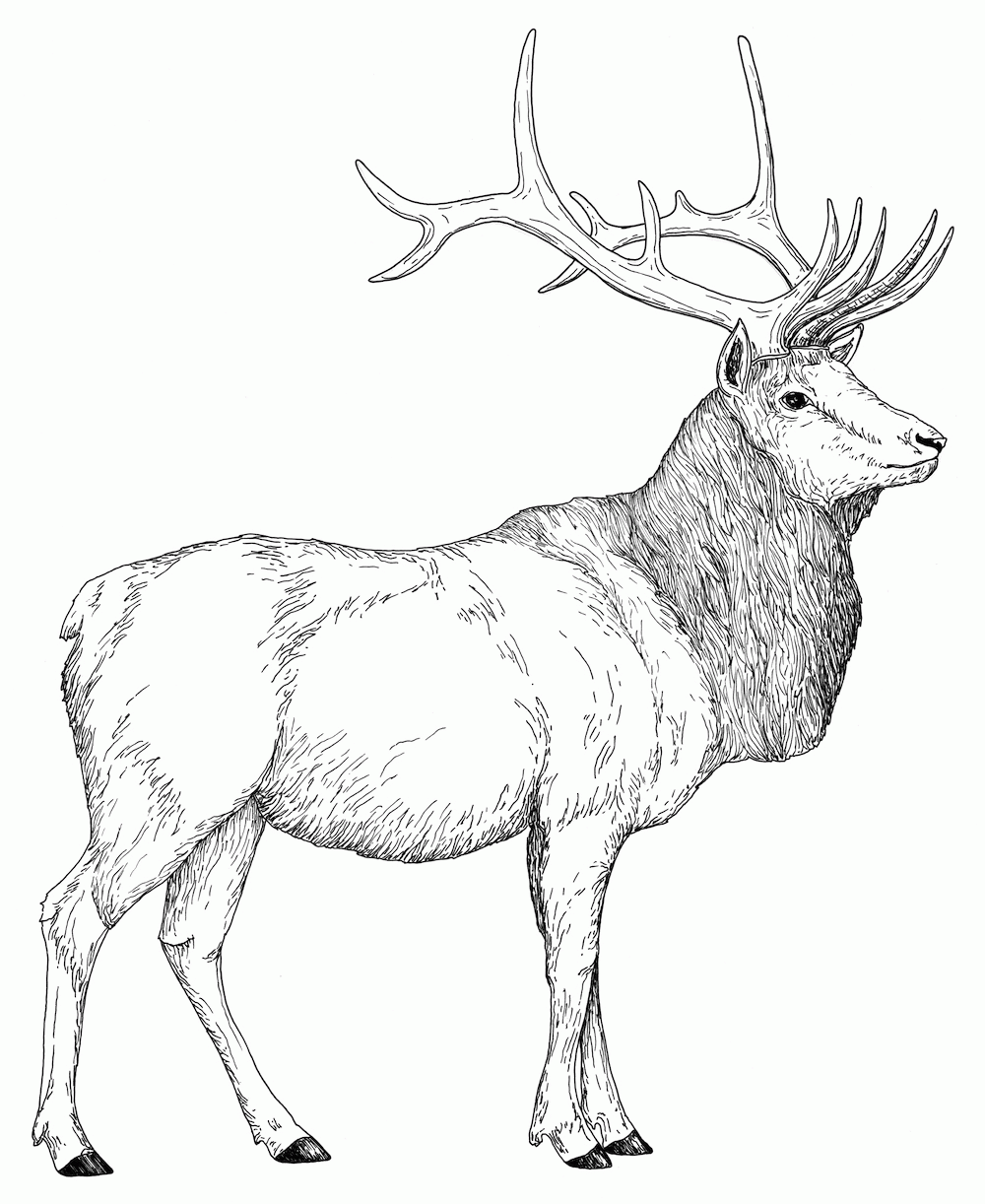 Rocky Mountain Elk Coloring Page   Coloring Home