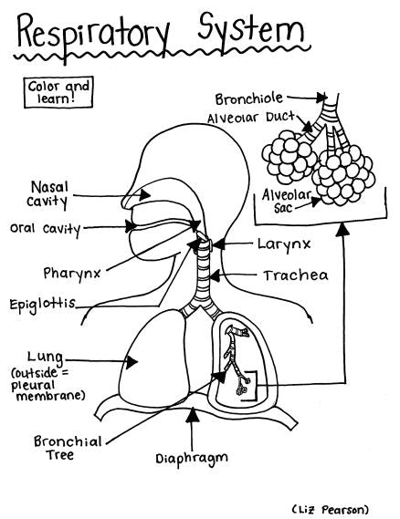 Respiratory System - Printable Coloring Page - Educational & Teaching —  hBARSCI