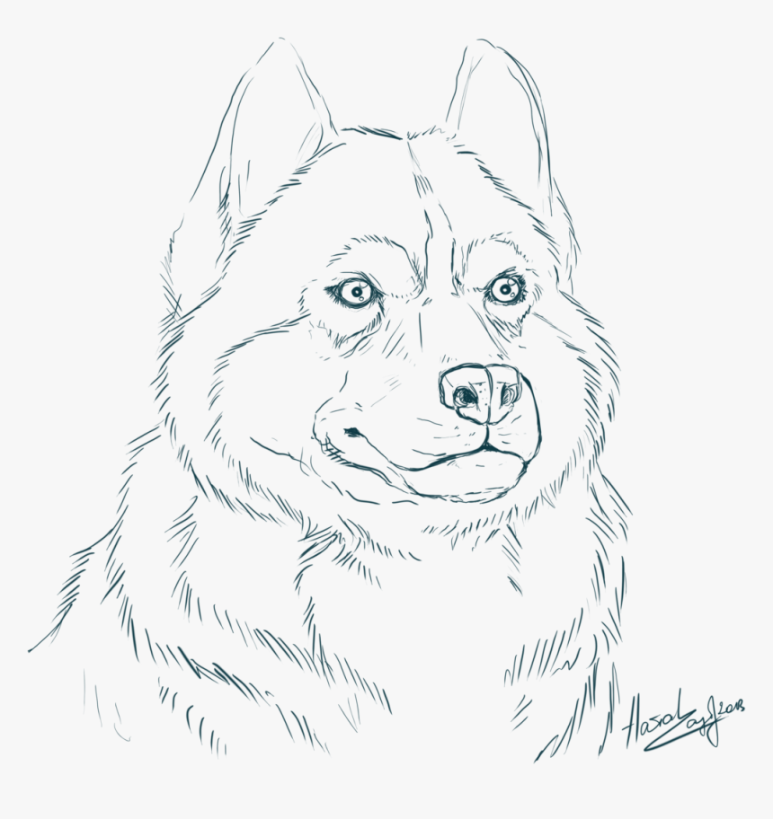 Siberian Husky Coloring Pages With Realistic - Realistic Husky Coloring  Pages, HD Png Download - kindpng