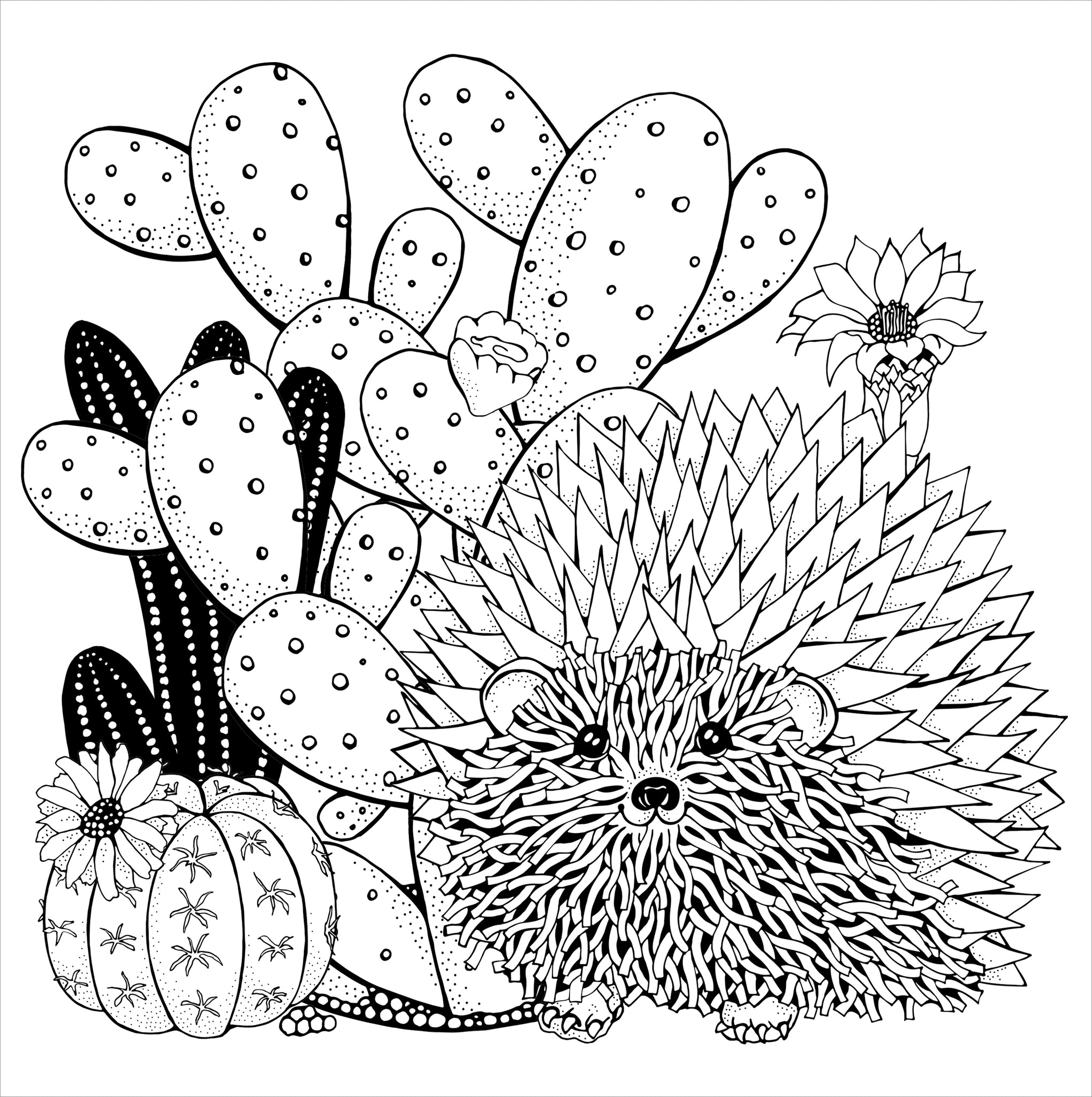 Succulents (Artist's Coloring Book) – AESOP'S FABLE