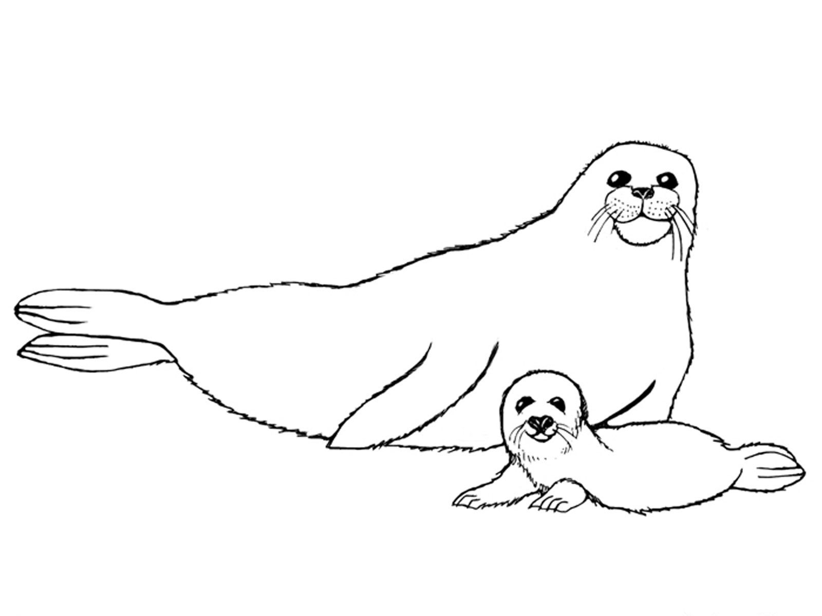 Monk Seal Colouring Pages for Kids - Preschool Crafts