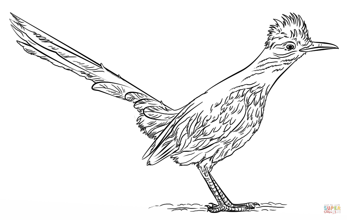 Greater Roadrunner coloring page | Free Printable Coloring Pages
