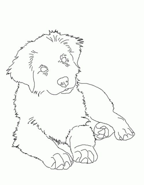Australian Shepherd Coloring Page Coloring Home