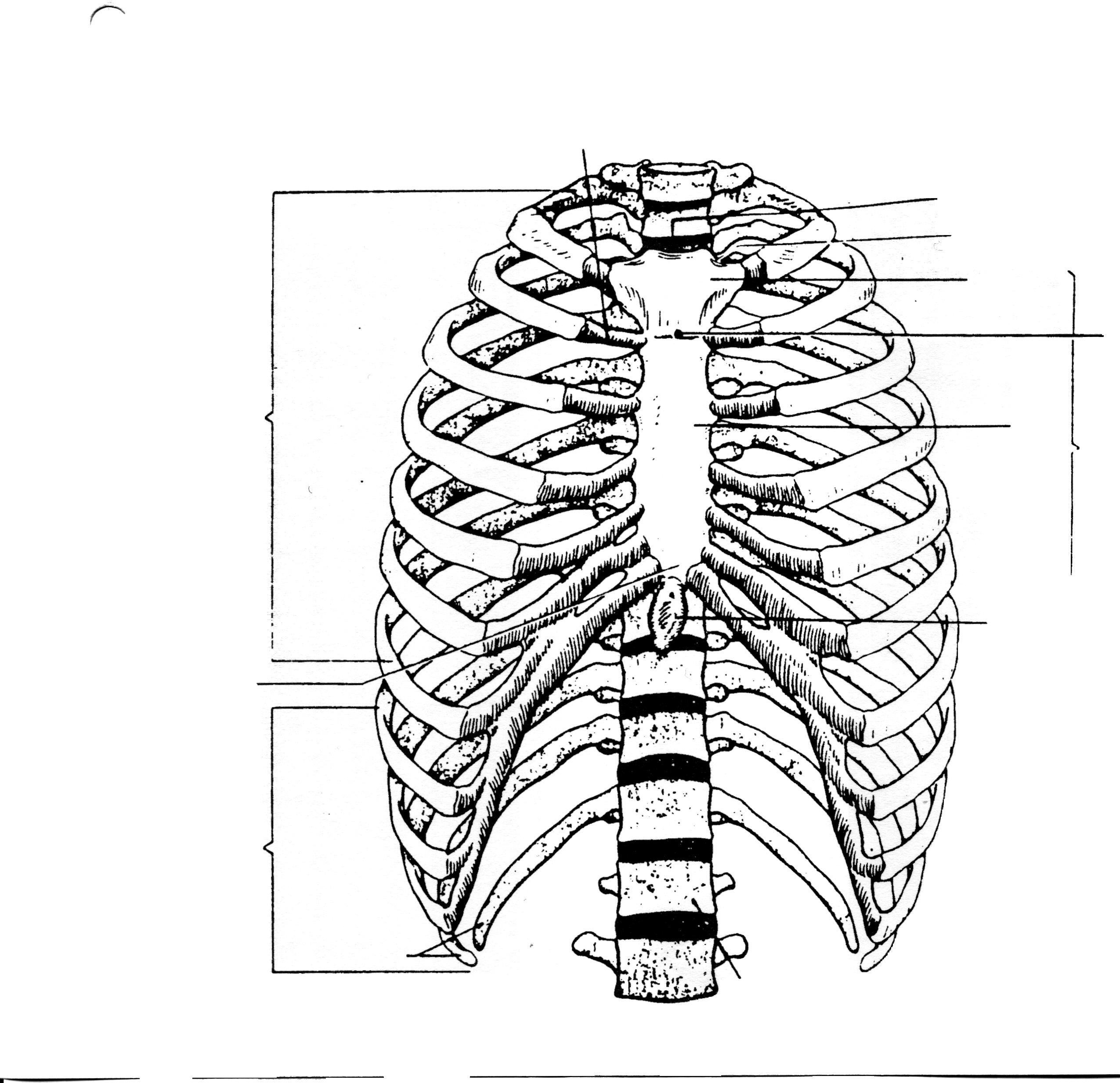 Anatomy And Physiology Coloring Pages - Coloring Pages For All Ages