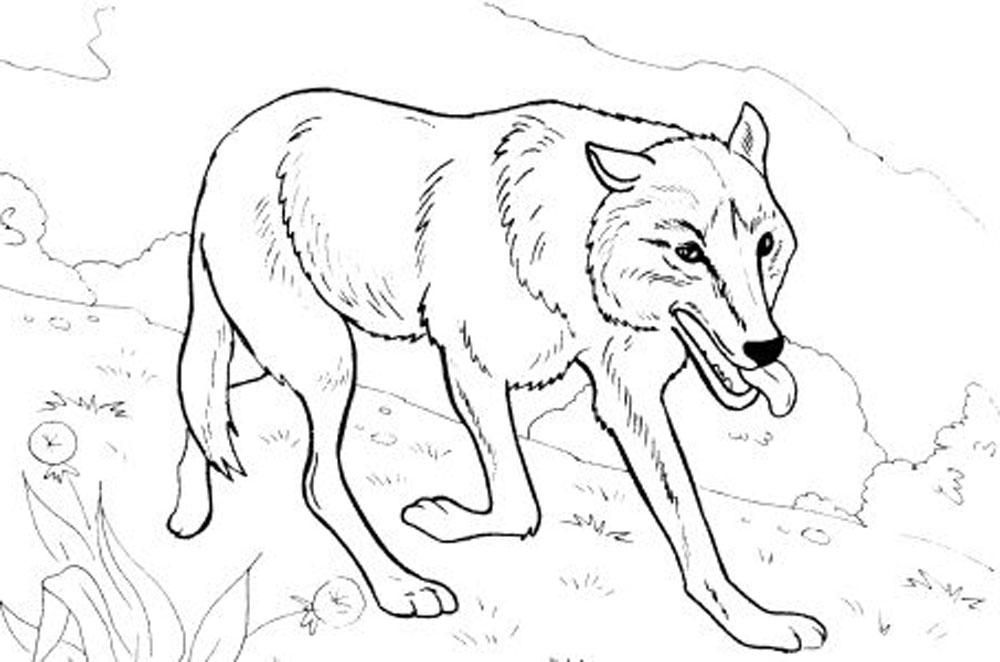 printable realistic head wolf coloring pages - Printable Kids ...