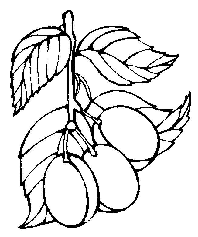 Download 160+ Plum Fruits For Kids Prinables Coloring Pages PNG PDF