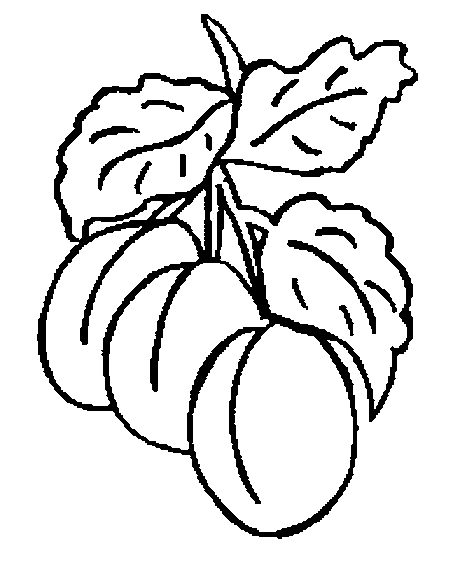 Plum Tree Coloring Pages