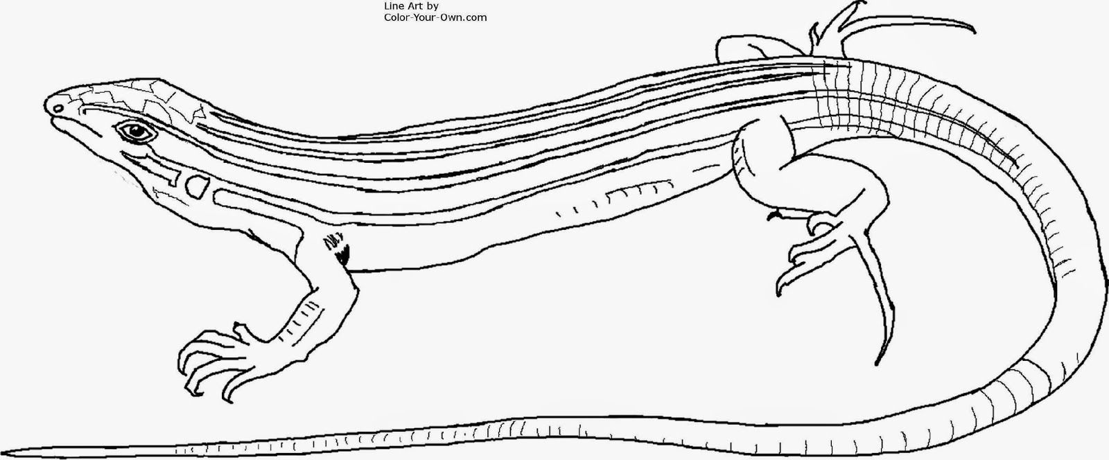 Lizard Coloring Pages | Free Coloring Pages