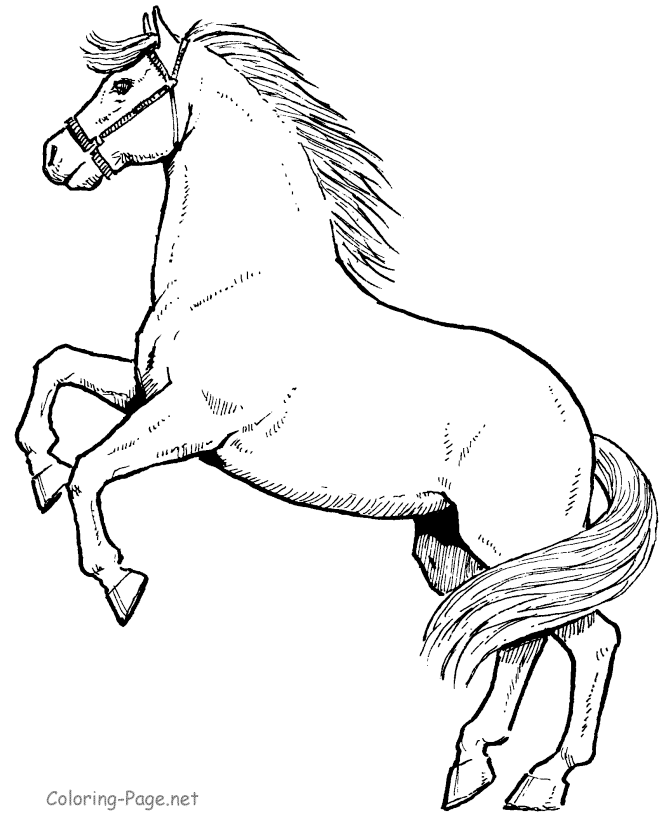 Horse Coloring Page - Stallion horse