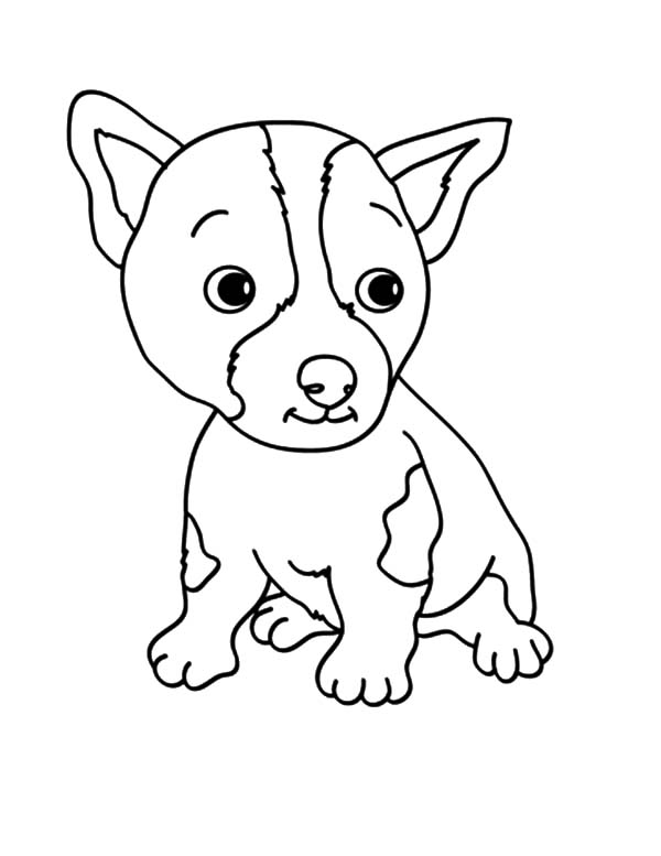 Baby Chihuahua Dog Coloring Pages - NetArt