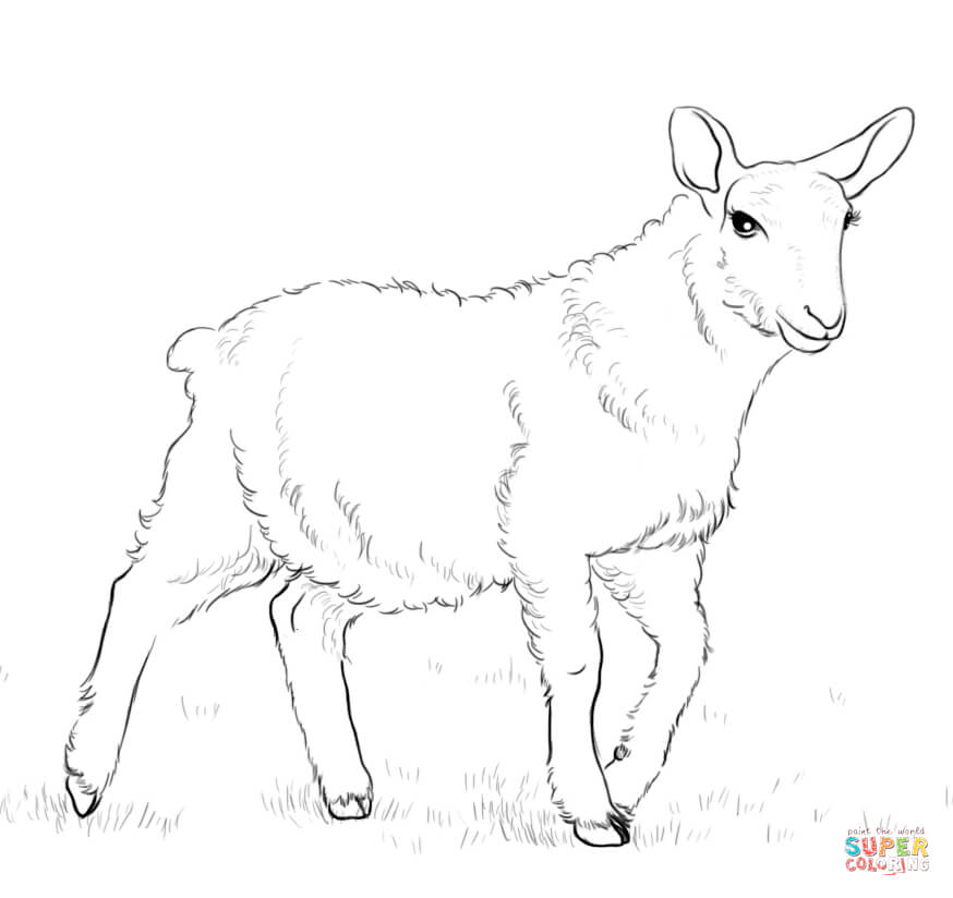 Lamb coloring page | Free Printable Coloring Pages