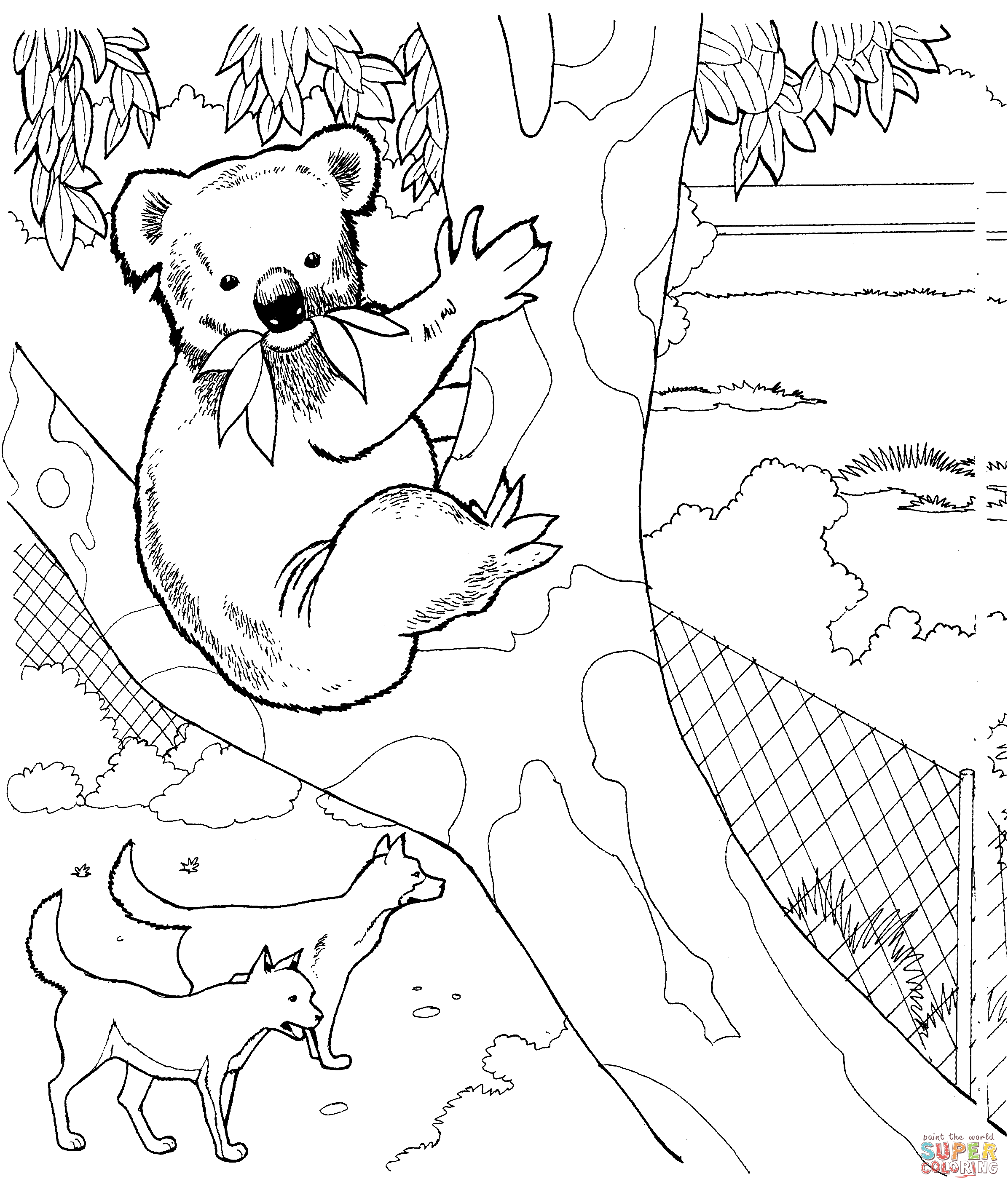 Koalas Coloring Pages   Coloring Home