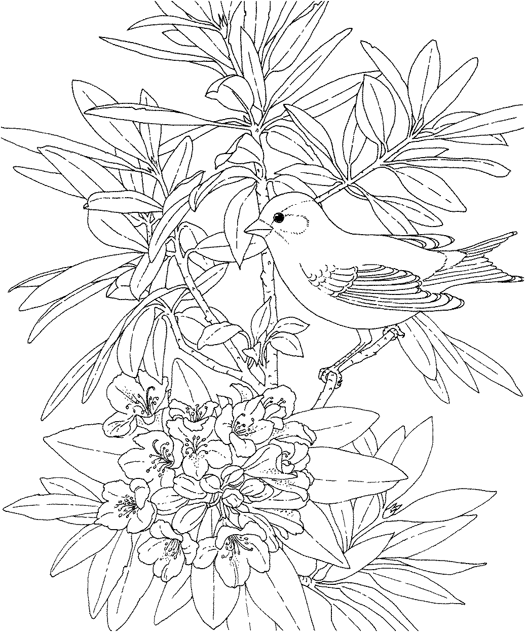 8 Pics of Bird And Flower Coloring Pages Printable Free ...