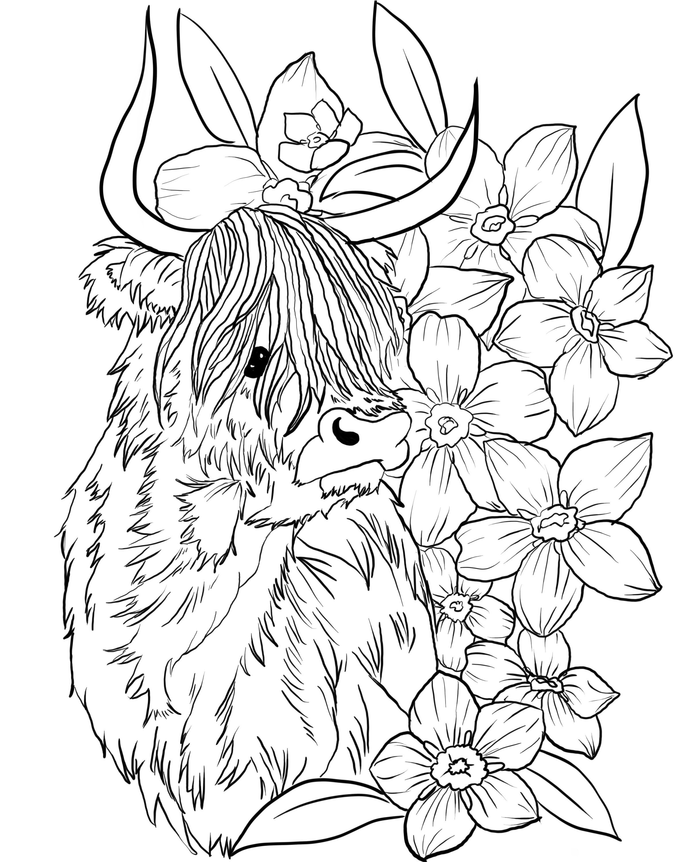 Highland Cow Coloring Pages Coloring Home