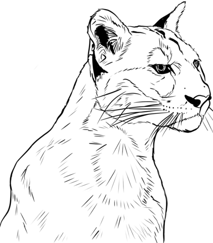 Face of Puma coloring page | Free Printable Coloring Pages