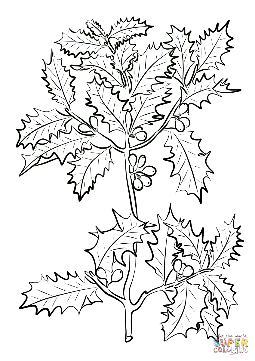 Holly Leaves Coloring Pages - Coloring Home