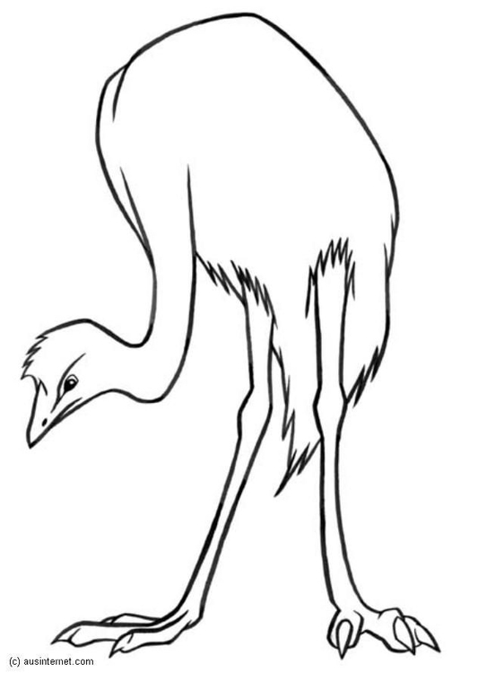 Coloring Page emu - free printable coloring pages