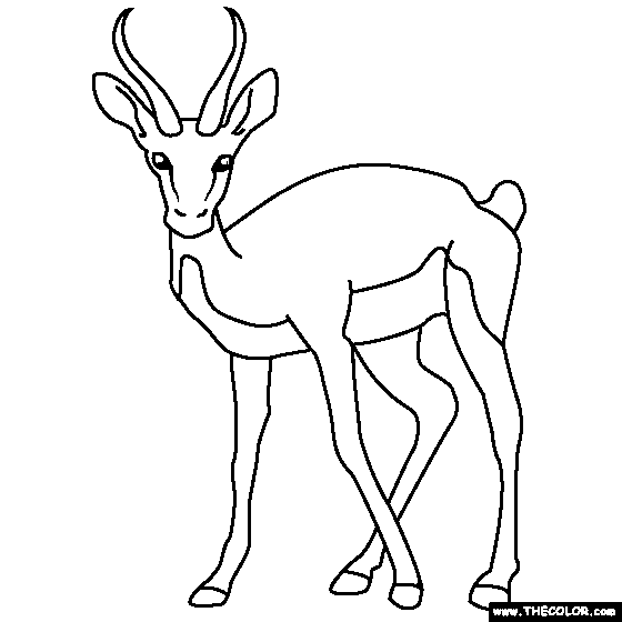 Gazelle Coloring Page | Coloring pages, Color, Gazelle