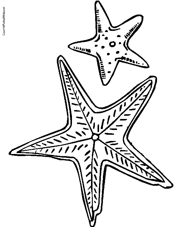 Two Starfish Coloring Pages - Get Coloring Pages