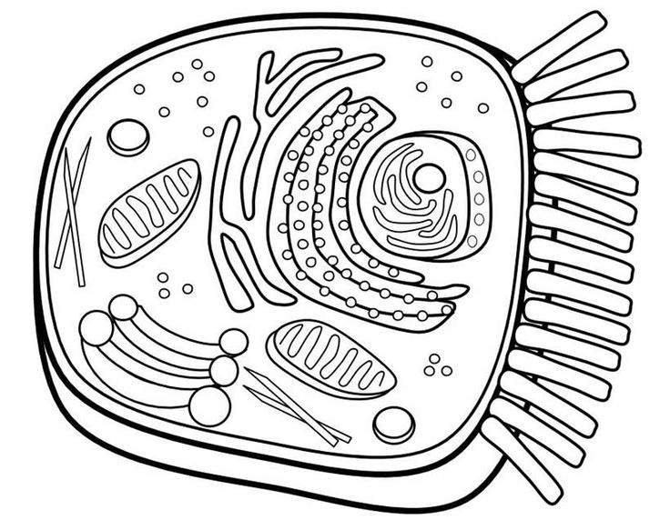 Plant Cell Coloring Pages - Coloring Home