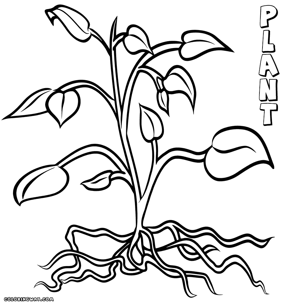 plant-coloring-page-coloring-home