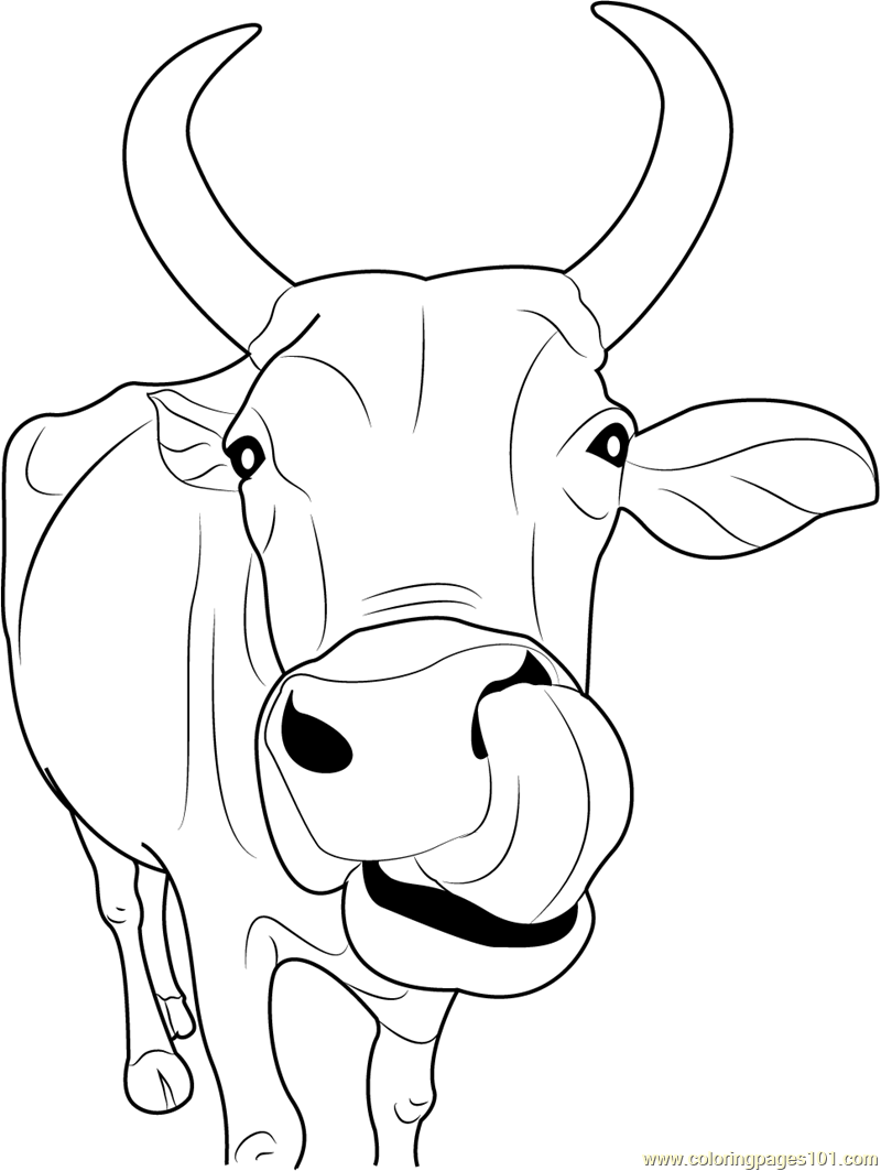 Indian Cow Face coloring page