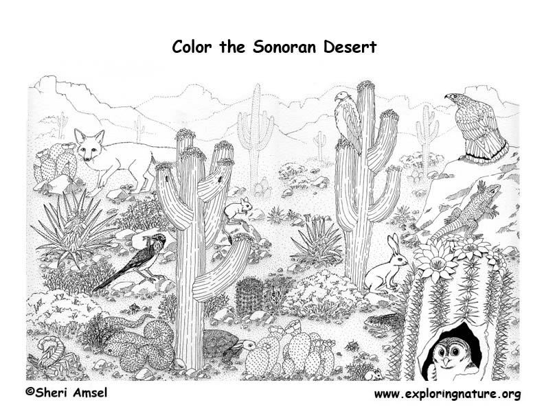 desert coloring pages - High Quality Coloring Pages