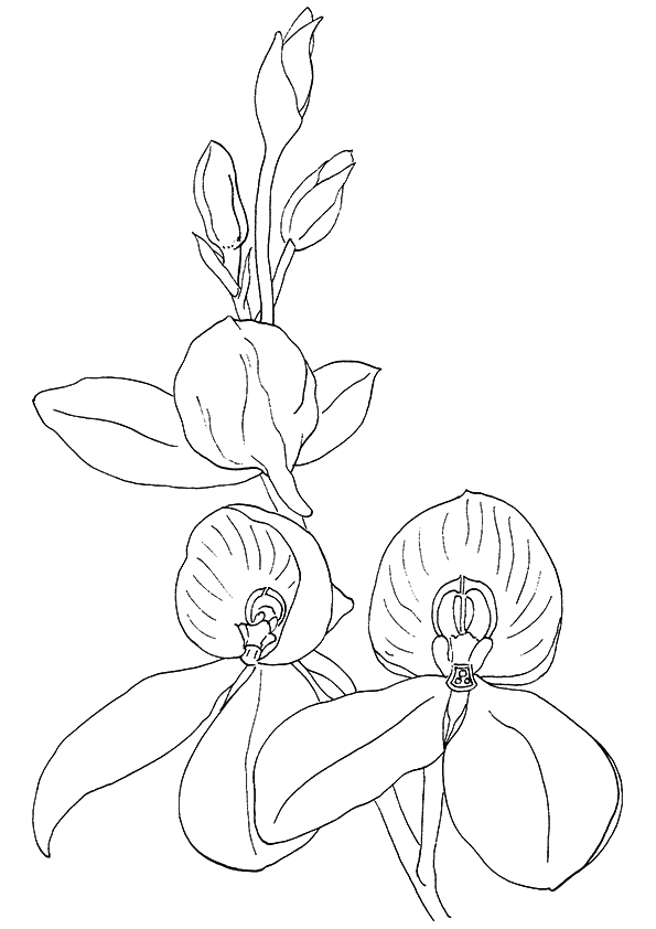 ▷ Orchid: Coloring Pages & Books - 100% FREE and printable!