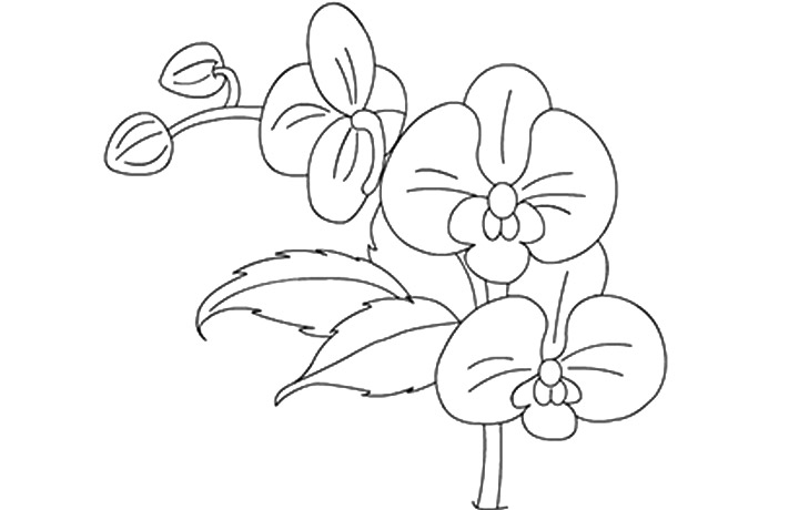 Orchid Coloring Pages at GetDrawings.com | Free for personal ...