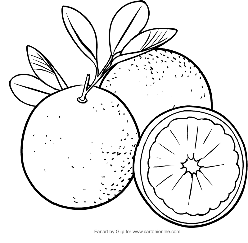 Drawing oranges coloring page