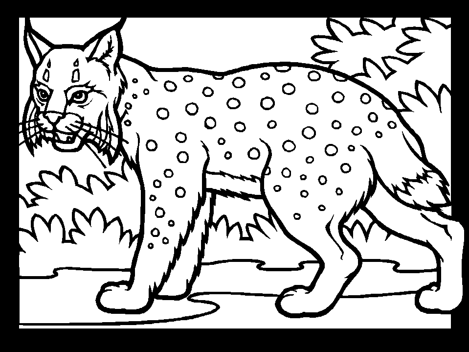Printable Color Lynx Animals Coloring Pages - Coloringpagebook.com
