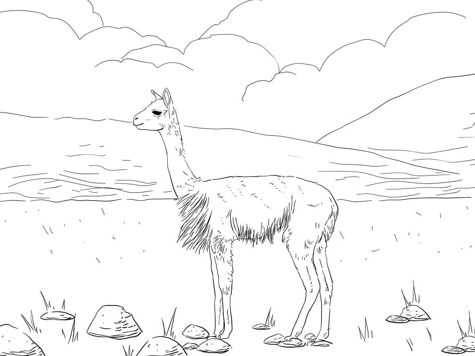 South America Vicuna Coloring Page - Free Printable Coloring Pages for Kids