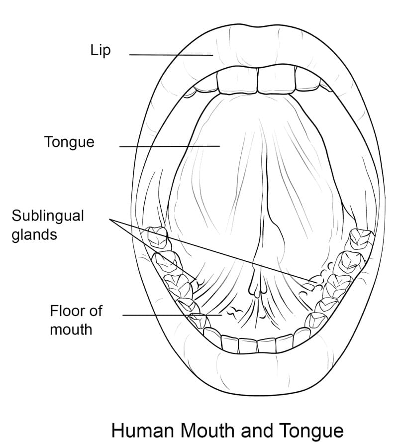 Human Mouth and Tongue Coloring Page - Free Printable Coloring Pages for  Kids