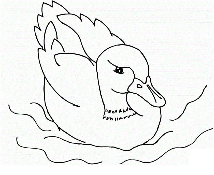 Free Mallard Duck Coloring Pages, Download Free Mallard Duck Coloring Pages  png images, Free ClipArts on Clipart Library