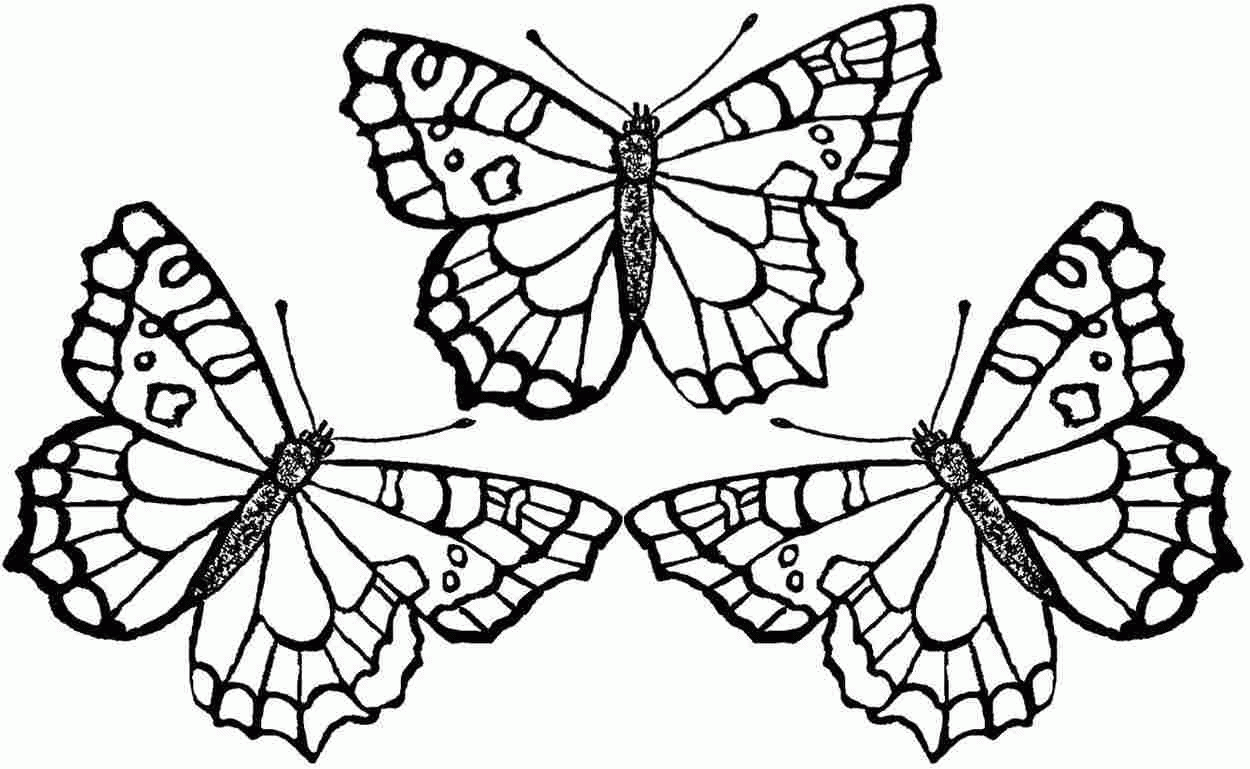 Coloring Pages Butterfly 20 Pictures   Colorine.net   20 ...