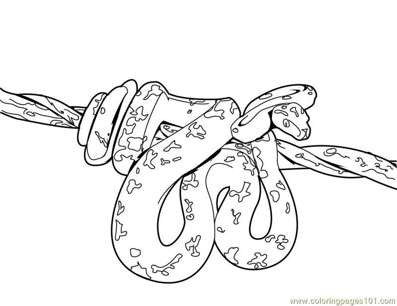 Reptile Coloring Pages (19 Pictures) - Colorine.net | 11709