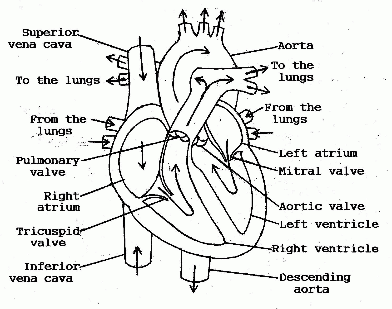 Heart Blood Flow Diagram - Human Anatomy Diagram