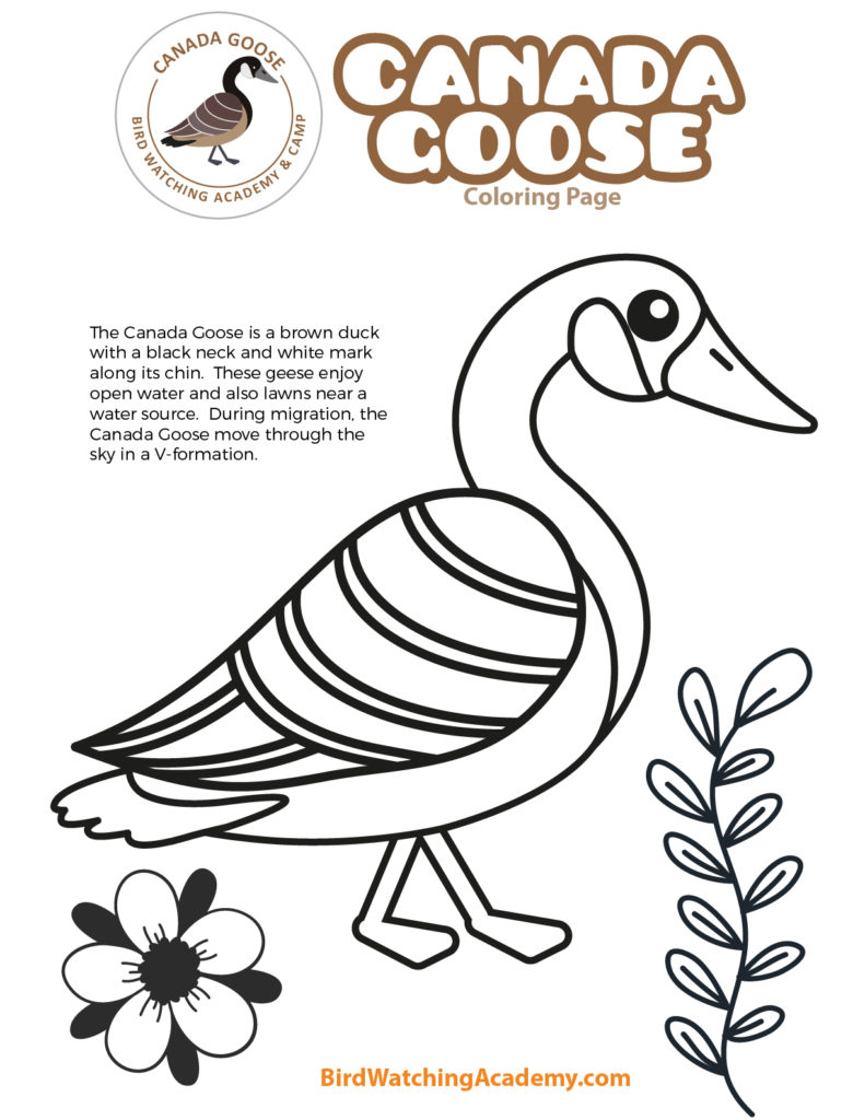 Canada Goose Coloring Page - Bird ...