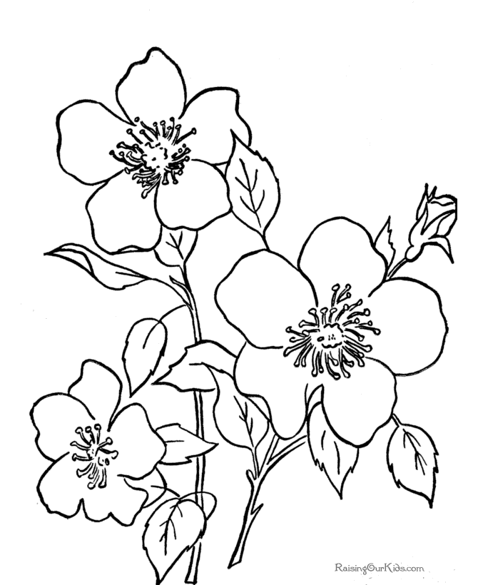 Coloring Pages Flowers Printable | Free Coloring Pages - Coloring Home