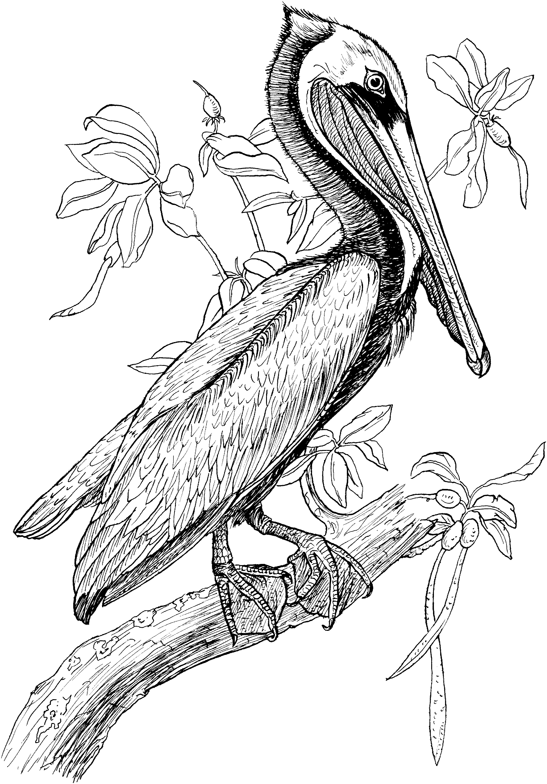 Free Pelican Coloring Pages