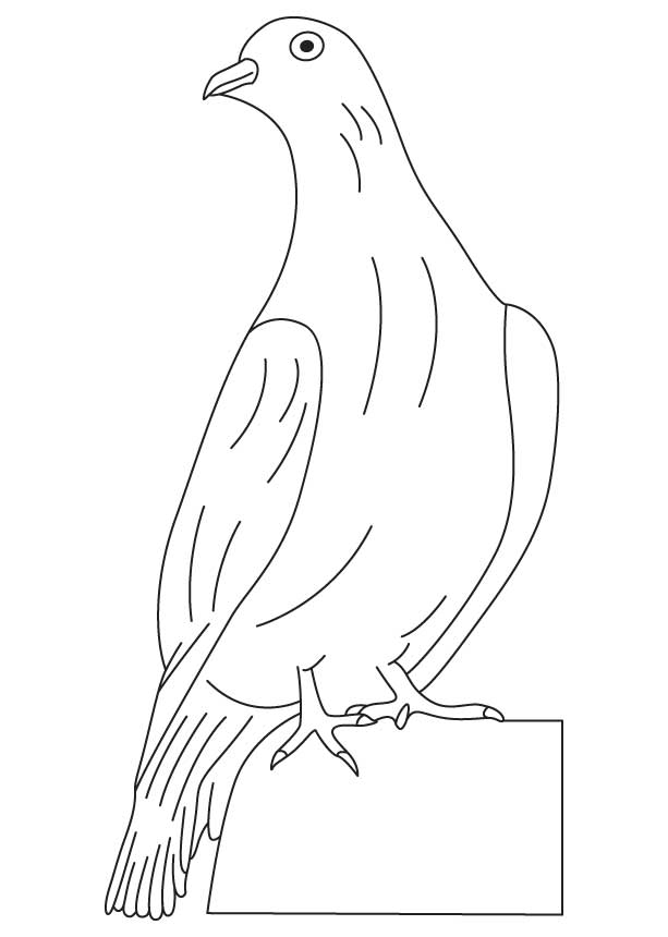 White winged dove coloring page | Download Free White winged dove ...