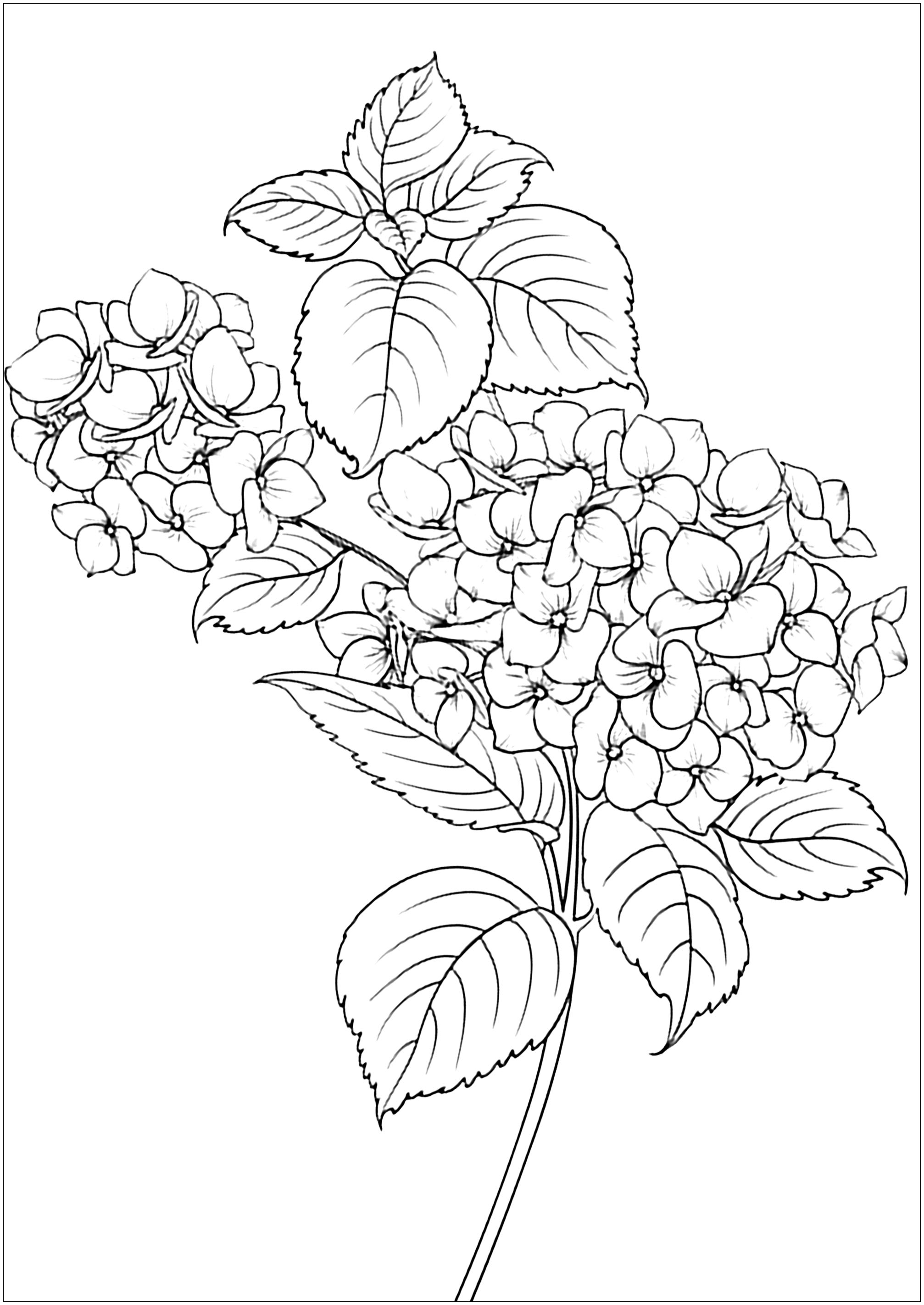 Hydrangea Coloring Pages - Coloring Home