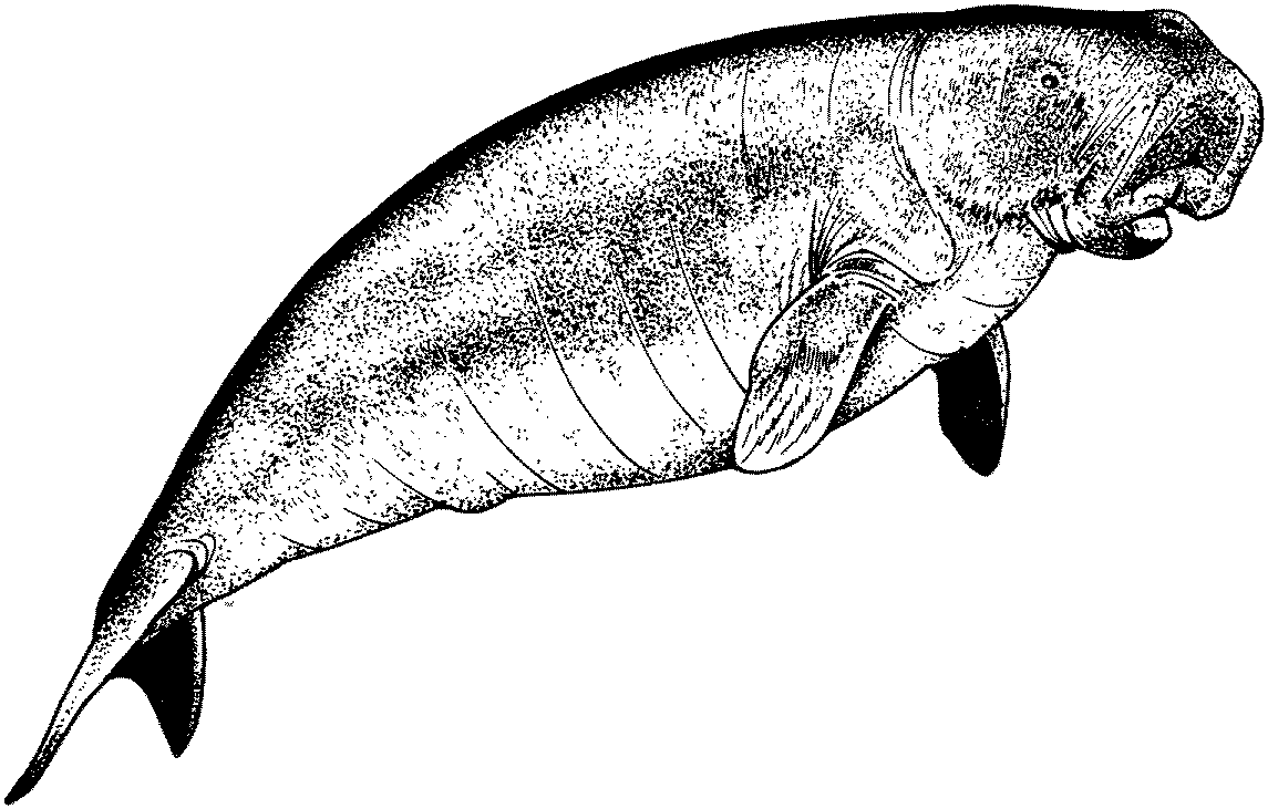 Free Manatee Coloring Pages