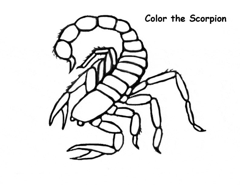 Scorpion coloring page - Animals Town - Animal color sheets Scorpion picture