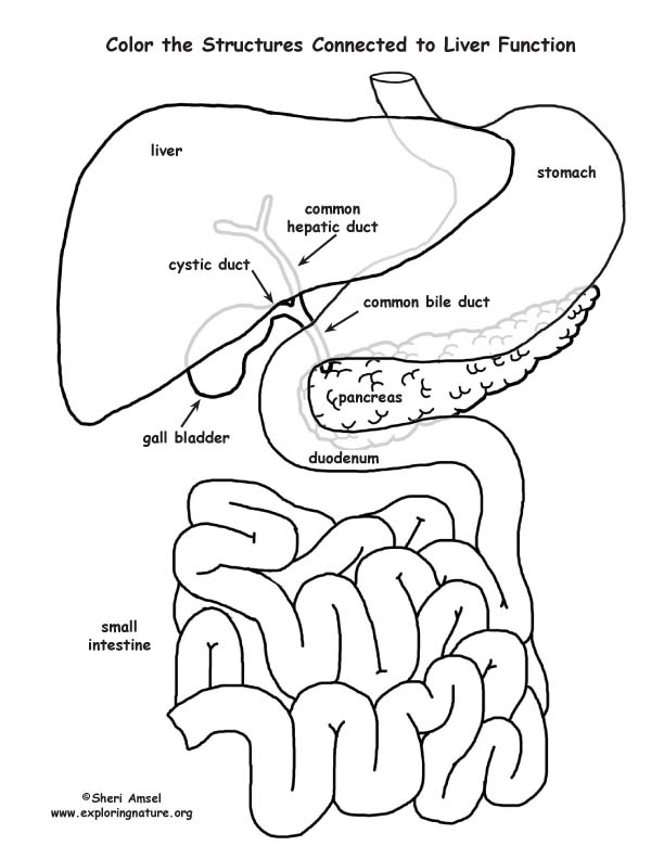 Coloring pages of gall bladders