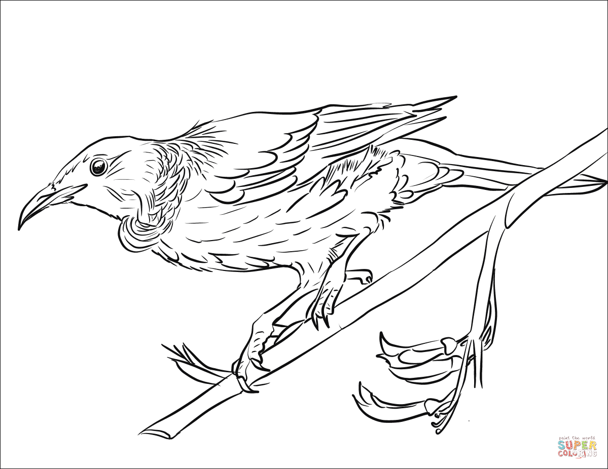 Tui coloring page | Free Printable Coloring Pages