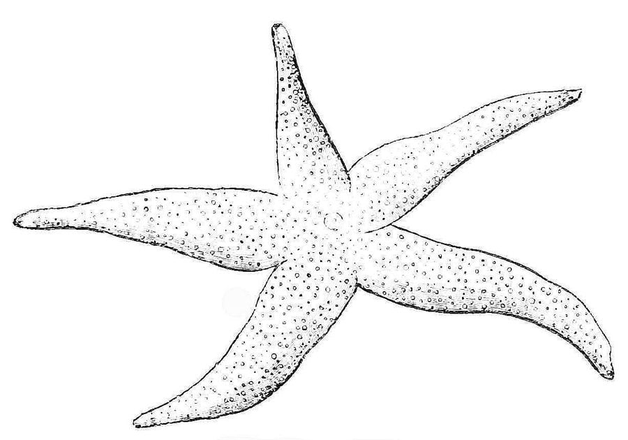 Coloring pages: Starfish, printable for kids & adults, free