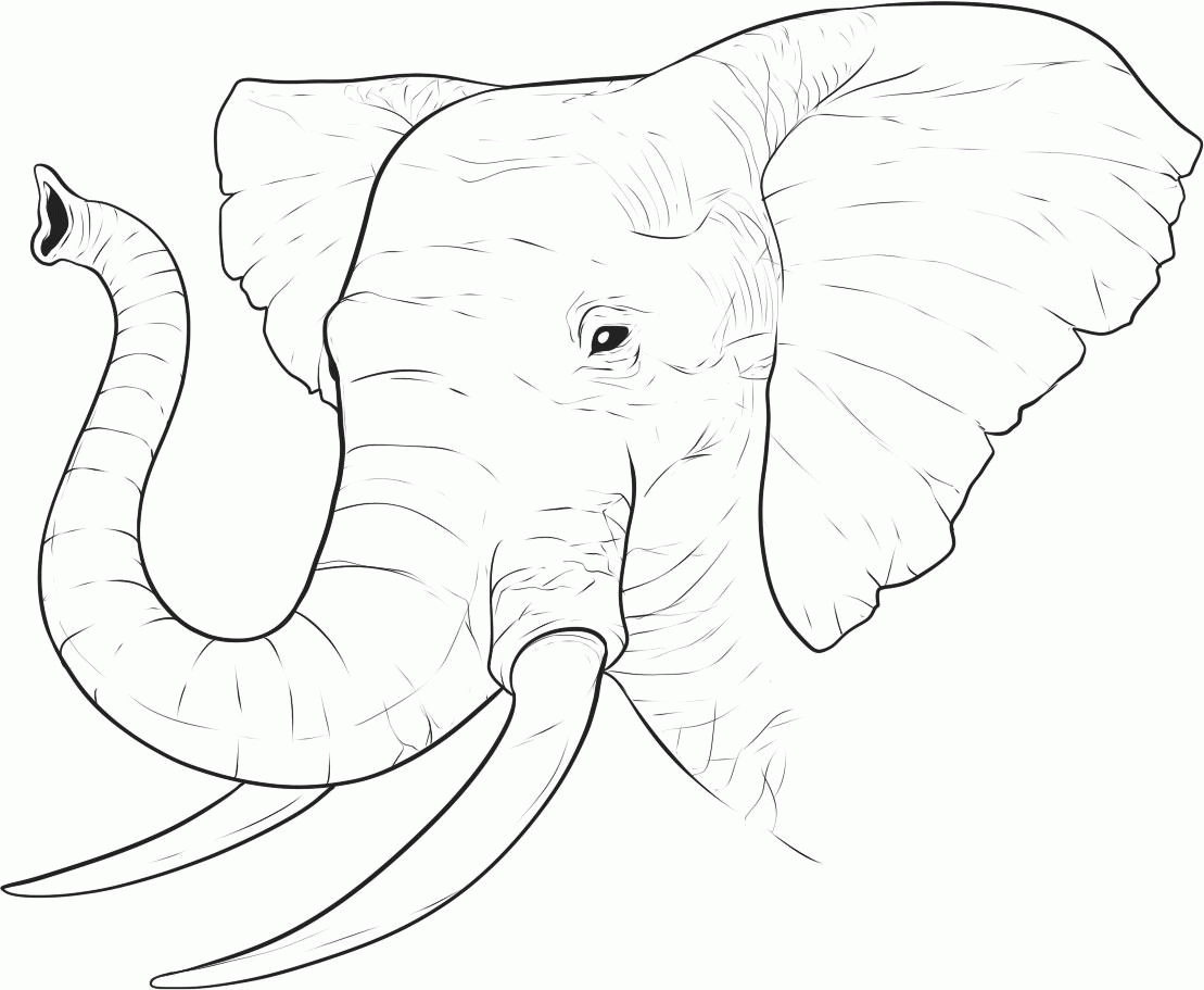 detailed elephant coloring pages
