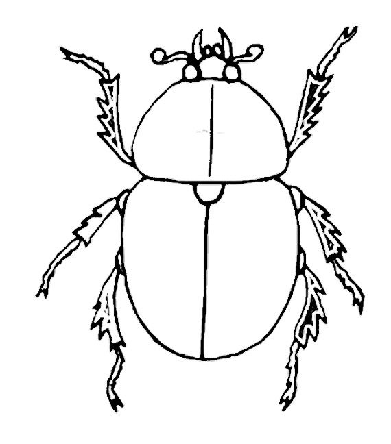 Insect Beetle Coloring Pages | Insects, Coloring pages, Bug art